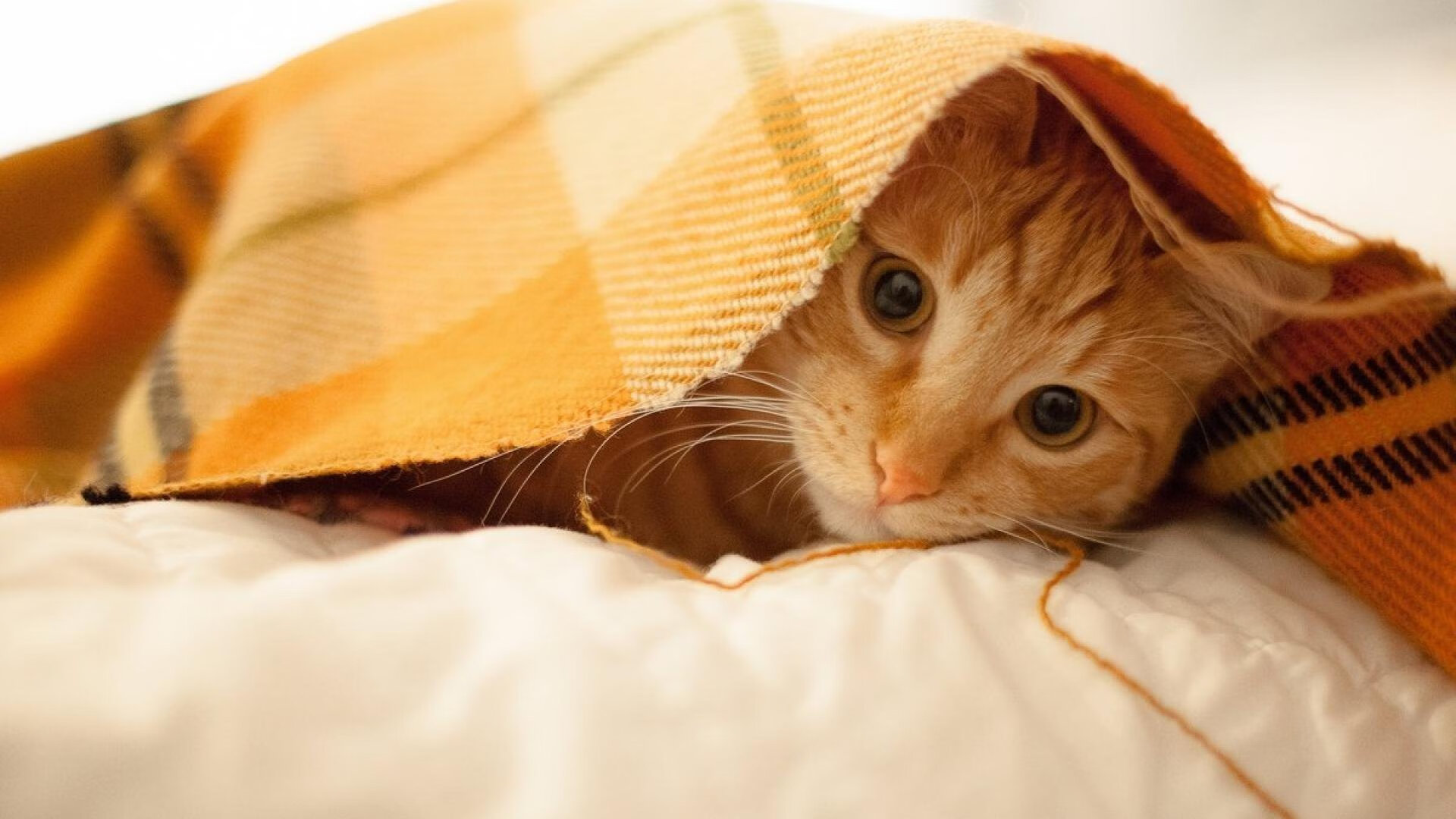 爱游戏直播-佛罗伦萨攻守平衡确保稳定输出，9798佛罗伦萨阵容