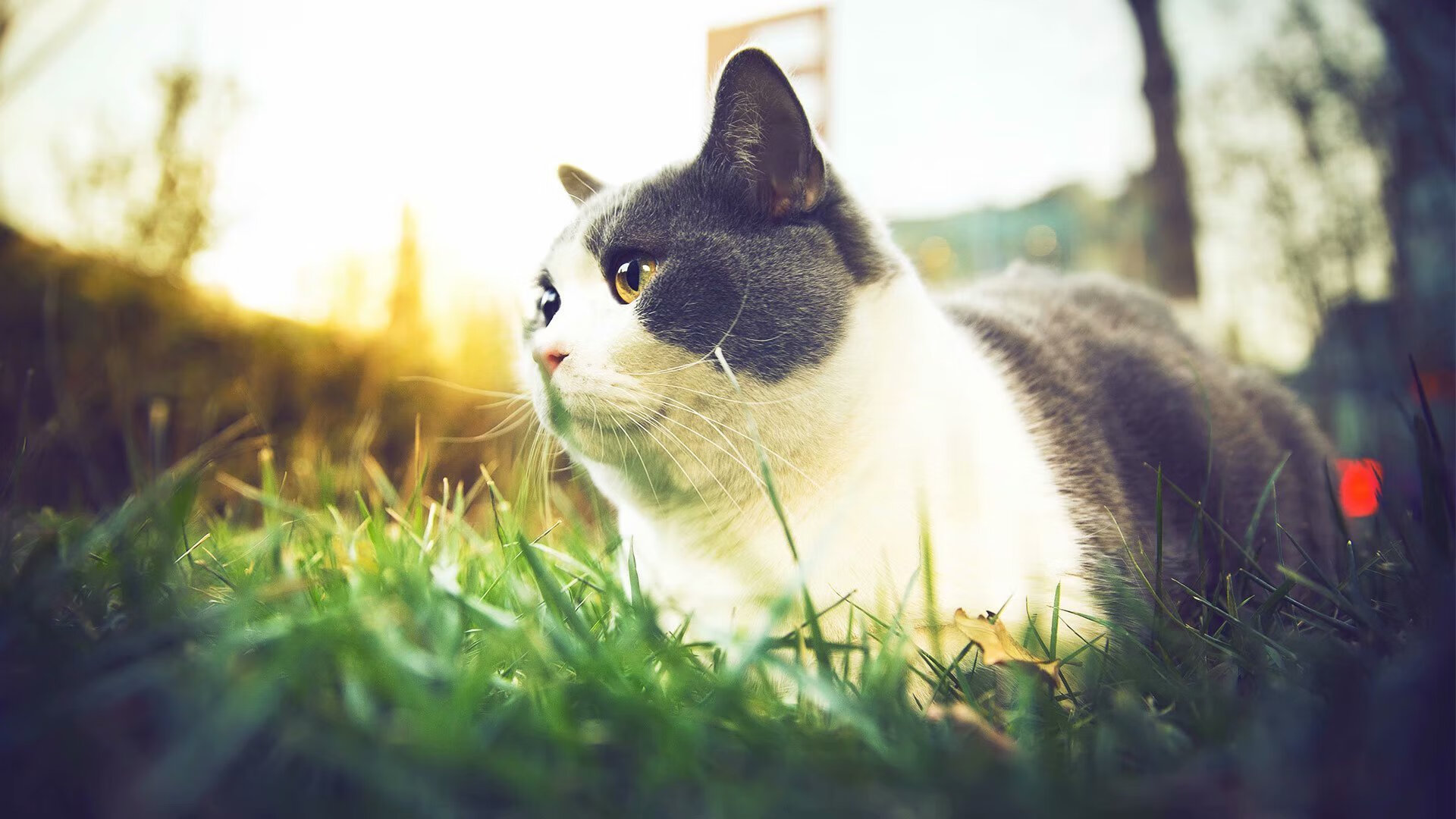 爱游戏在线-出发弹跳力提升，迅速抢占先机，弹跳力爆发力